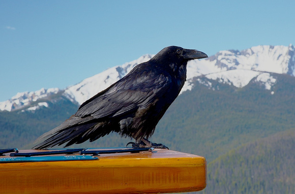 Common Raven Manning June 6 2014  1376