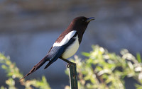 Black-billed Magpie June 12 2018 Writing on Stone  055