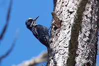 Black-backed Woodpecker June 14 2018 Rock Creek Campsite  024