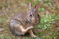 Western Cottontail June 2018