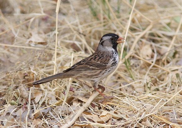 Harris's Sparrow May 9 2014 Patagonia  1175
