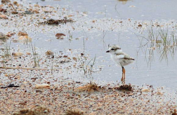 Piping Plover chick 1