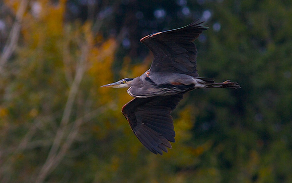 Great Blue Heron flying Oct 30 2013 Wilband   081