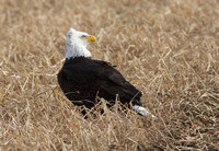 American Bald Eagle Jan 8 2015 Sumas  693