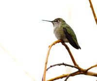 Annas Hummingbird 1