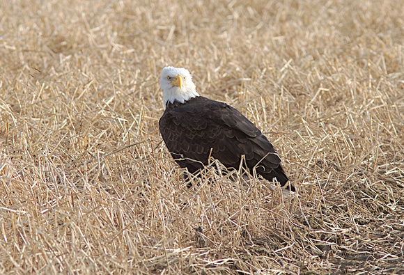 American Bald Eagle Jan 8 2015 Sumas  698