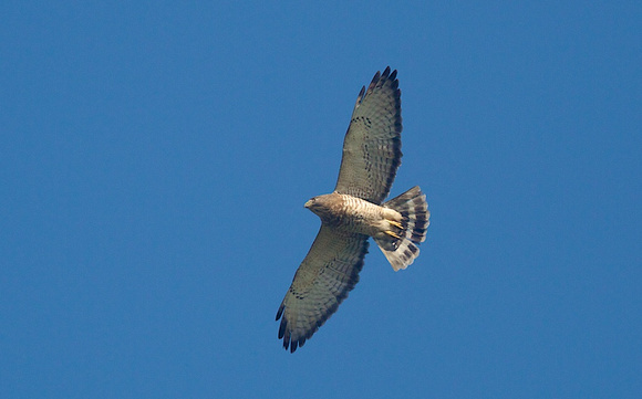 Broad-winged Hawk Apr 7 2014 Bentson Tx  641