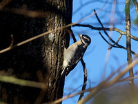 Downy Woodpecker Female Dec 14 2014 Agasszi  642