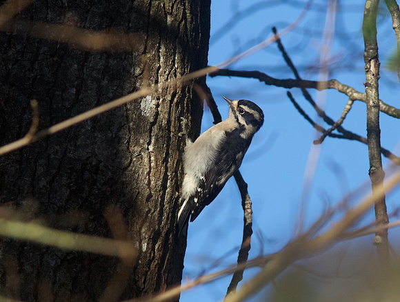 Downy Woodpecker Female Dec 14 2014 Agasszi  642