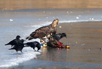American Bald eagle 3 juv. cormorant feb 8 2014 Bryden Lagoon  315