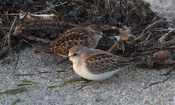Least and Western Sandpipers Sept 5 2018 Hobuck Wa.  335