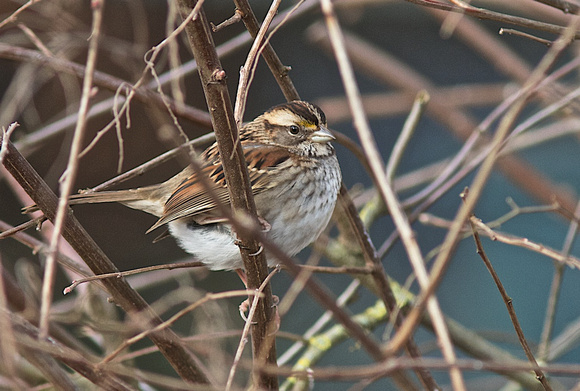 White-throated Sparrow Dec 18 2013 GBH reserve  203
