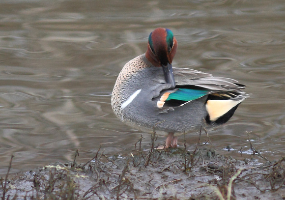 Green-wingd Teal 1
