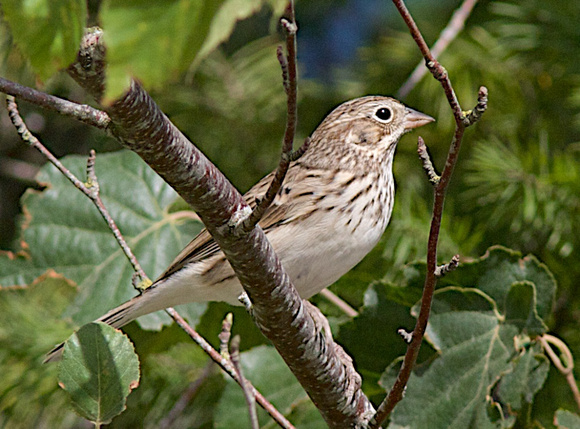 Vesper Sparrow Aug 28 2014 Harrison  1801
