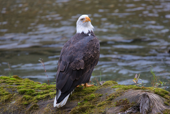 American Bald Eagle Sept 30 2018 Lardeau River  379