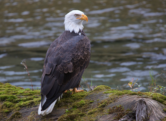 American Bald Eagle Sept 30 2018 Lardeau River  380