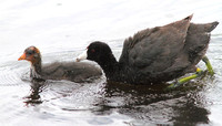 American coot with young