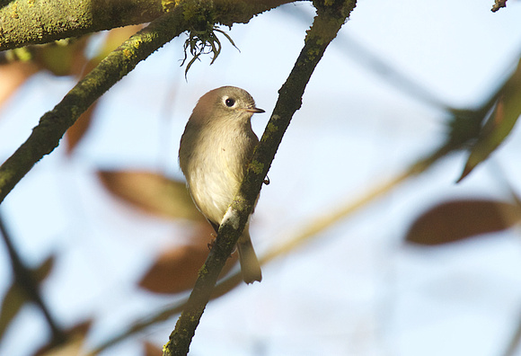 Ruby-crowned Kinglet Oct 9 2018 Wilband  394