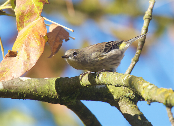 Yellow-rumped Warbler Oct 9 2018 Wilband  400