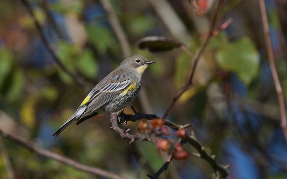 Yellow-rumped Warbler Oct 9 2018 Wilband  402