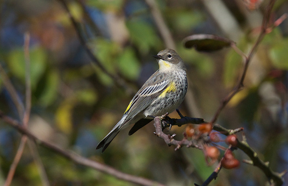 Yellow-rumped Warbler Oct 9 2018 Wilband  403