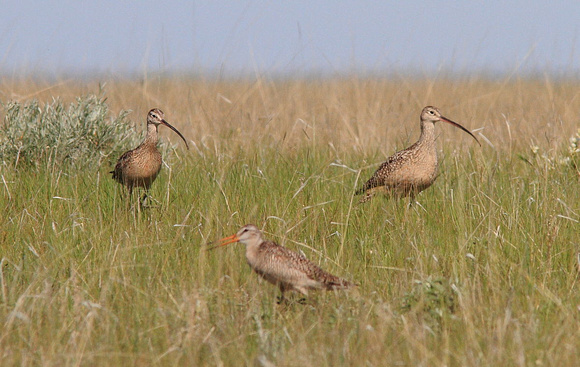 Curlews and Godwit