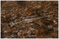 Chum Salmon 2 Weaver Creek Oct 19 2018  415