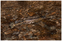 Chum Salmon 3 Weaver Creek Oct 19 2018  416