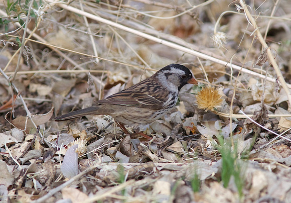 Harris's Sparrow May 9 2014 Patagonia  1178