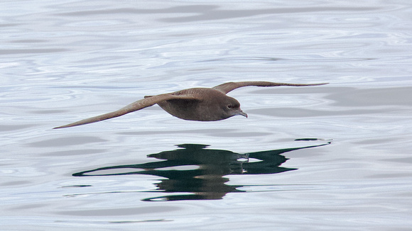 Short-tailed Shearwater Sept 11 2021 Port MacNeill Pelagic - 5 of 13