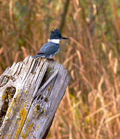 Belted Kingfisher Oct 30 2013 Wilband male on post  080
