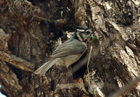 Bridled Titmouse Apr 28 2014 Patagonia nest  960