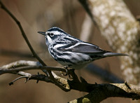 Black and White Warbler 2 Mar 18 2014 Padre  371