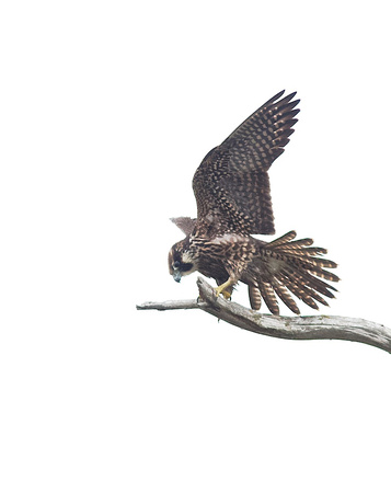 Peregrine Falcon Aug 30 2014 Reifel  1820