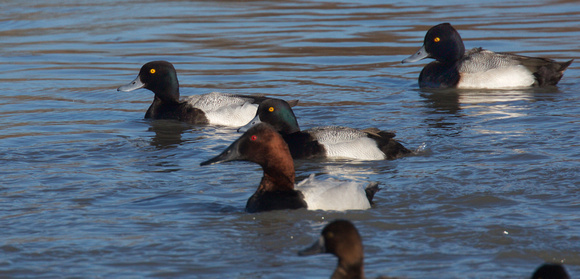 Greater Scaup Feb 26 2019 Wilband  584