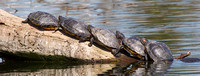 Turtles Red-eared Sliders Mar 21 2019 Sardis Park