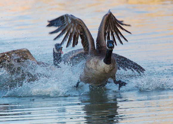 Canada Goose fight Mar 31 2019 Wilband  640