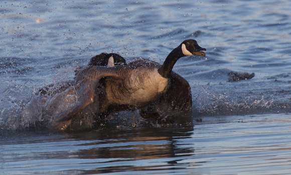 Canada Goose fight Mar 31 2019 Wilband  639