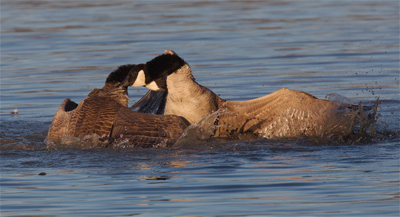 Canada Goose fight Mar 31 2019 Wilband  638