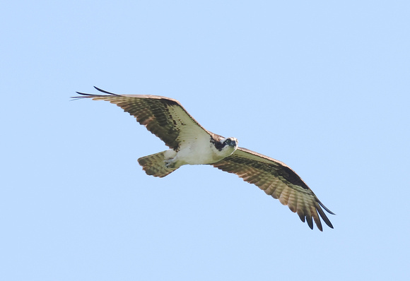 Osprey Aug 25 2022 Page Rd - 6 of 23