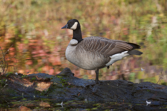 Canada Goose with growth Oct 18 2021 Fishtrap - 1 of 1