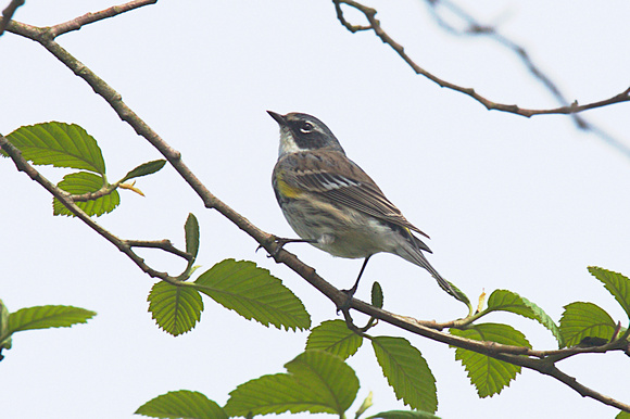 Yellow-rumped Warbler Myrtles Apr 21 2019 Wilband  646