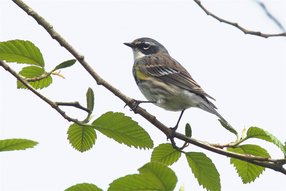 Yellow-rumped Warbler Myrtles Apr 21 2019 Wilband  647