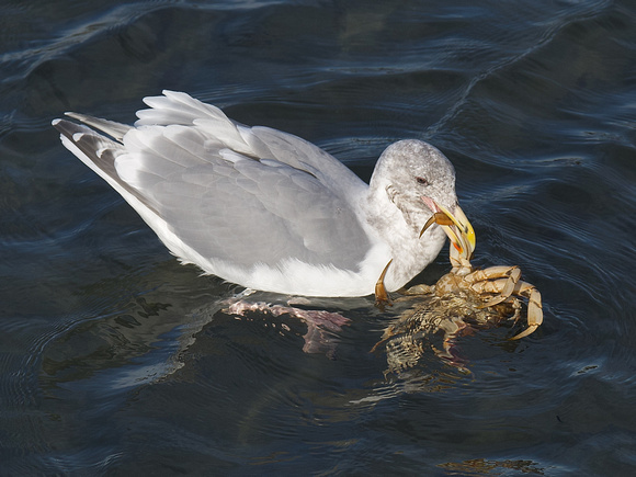Glaucous-winged Gull with crab White Rock Oct 19 2021 - 2 of 2
