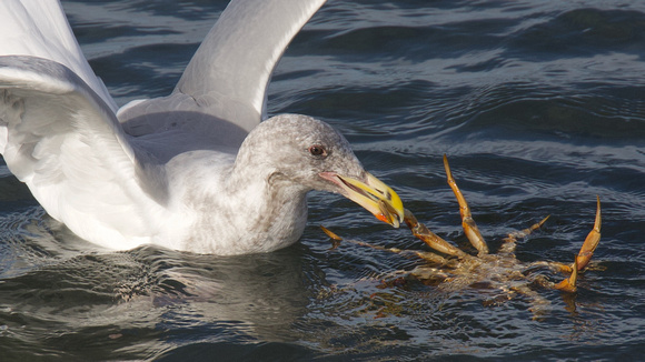 Glaucous-winged Gull with crab White Rock Oct 19 2021 - 1 of 2