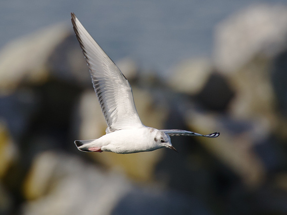 Bonapartes Gull first winter Oct 20 2021 White Rock - 1 of 1
