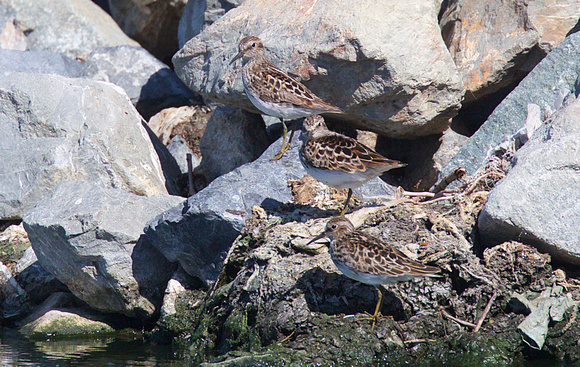 Least Sandpipers May 10 2019 Iona  680