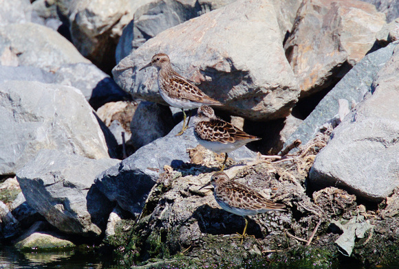Least Sandpipers May 10 2019 Iona  679