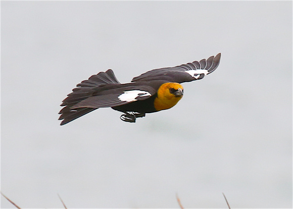 Yellow-headed Blackbird May 12 2019 Iona  692