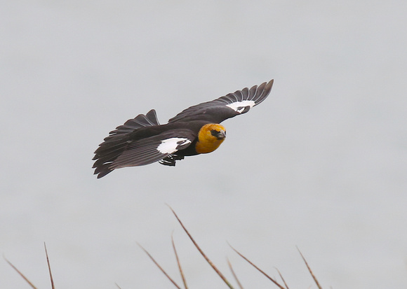 Yellow-headed Blackbird May 12 2019 Iona  691